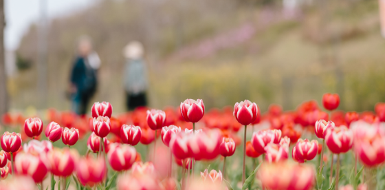 벚꽃 가고 튤립이 왔다…서울식물원 산책로 걸어요!